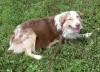 Ginger 01