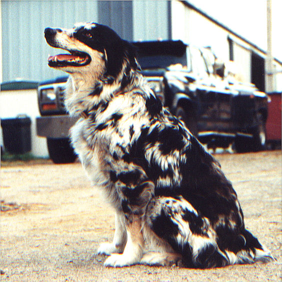 Kallie