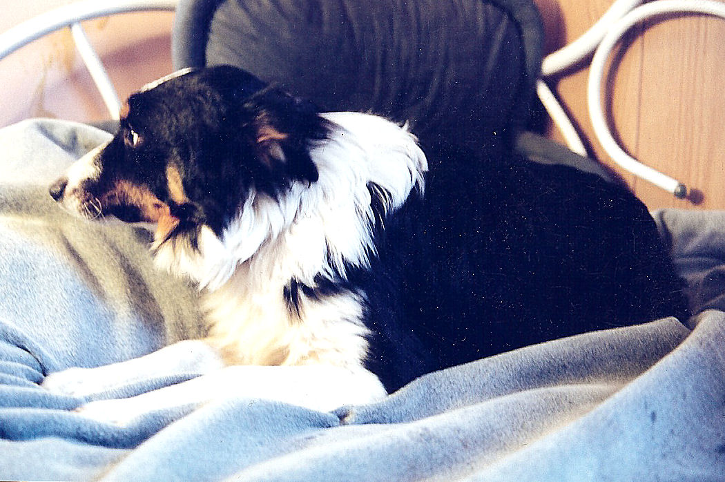 Gizmo