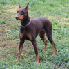Mingo Picture 10/29/2013A