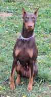 Mingo Picture 10/29/2013D