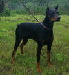 Charlie 01