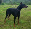 Charlie 03