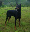 Charlie 04