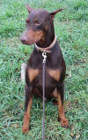 Sampson Picture 10/29/2013B